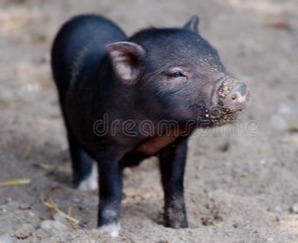 猪链球菌发病症状与治疗方案