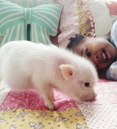 卡巴匹林钙在养猪生产中的运用技术