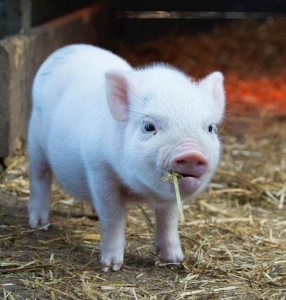 养殖场常用药收藏好，对你养殖肯定有帮助