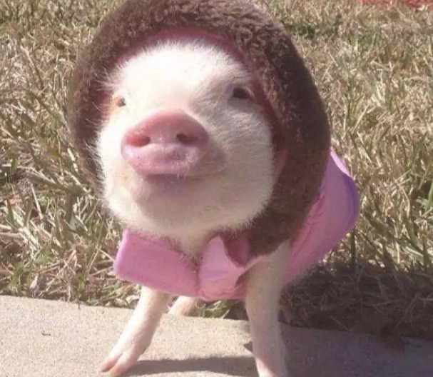 养猪技术20项细节，值得收藏！！！