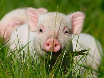 暴涨100%！猪价报复性上涨！大涨原因揭秘！