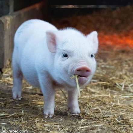 10月猪价还能上涨吗？一锤定音，猪价上涨大局已定！