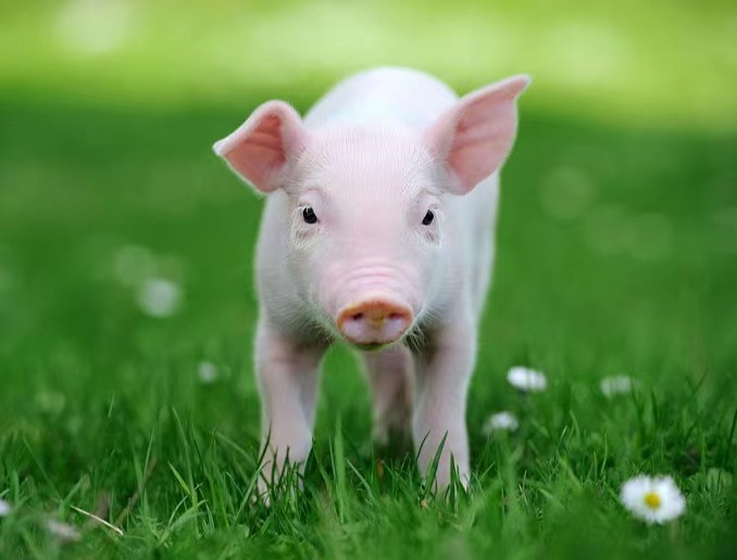 林可霉素兽医临床上的配伍