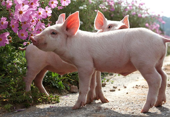 简单4招带你认识假劣兽药