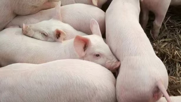 阿莫西林在养猪上怎样正确使用？