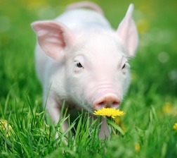 猪价有变！【明天猪价】9月14日全国猪价涨跌表！