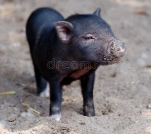 5年1300万养猪户退出！农业农村部最新定调：继续支持家庭猪场发展！