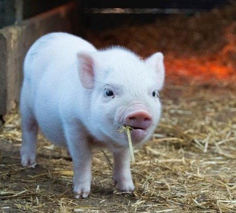 1.63万吨！轮储又来了，猪价“忽涨忽跌”，中秋节前二育集中出栏，上涨或乏力？