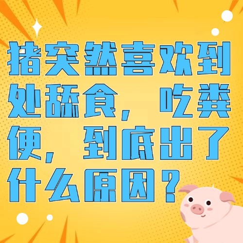 猪突然喜欢到处舔食，吃粪便，到底出了什么原因？