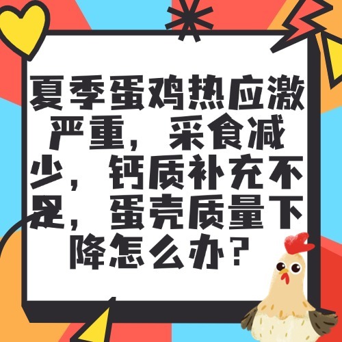 夏季蛋鸡热应激严重，采食减少，钙质补充不足，蛋壳质量下降怎么办？