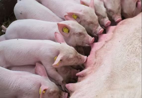 母猪奶水不足都有哪些表现？该怎么办？