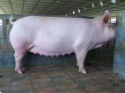 母猪配种后,什么时候混群饲养不会影响受胎率和分娩率?