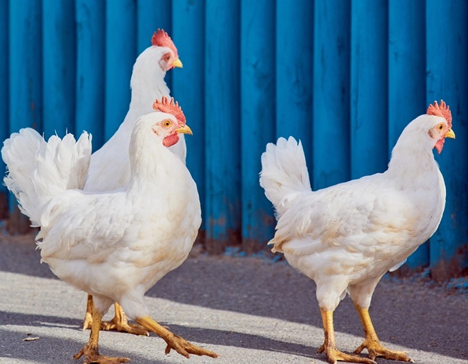鸡苗价格走强！益生、民和、仙坛等企业8月盈利回升