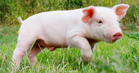 氯前列烯醇和催产素在母猪生产中的应用（一）