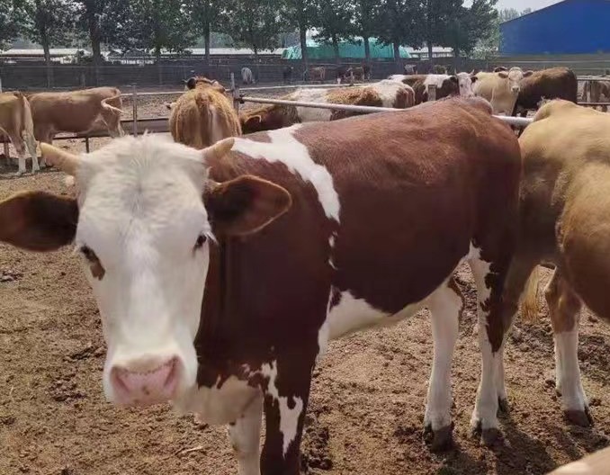 牛群接种疫苗注意事项（一）