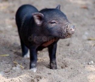 猪价有变！【明天猪价】9月20日全国猪价涨跌表！