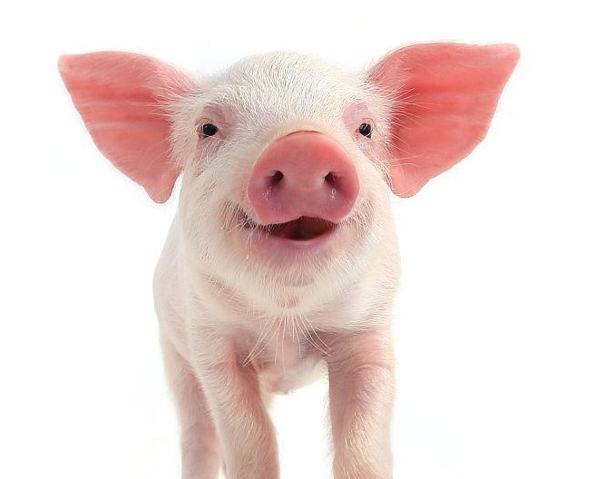 猪价一夜“变天”，猪价上涨“势在必行”！