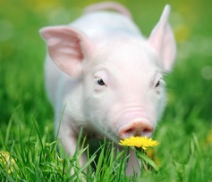 猪价“猛抬头”大涨再次开始！猪价要大爆发了！新一轮大涨启动！