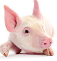 磺胺配地米治疗不再难