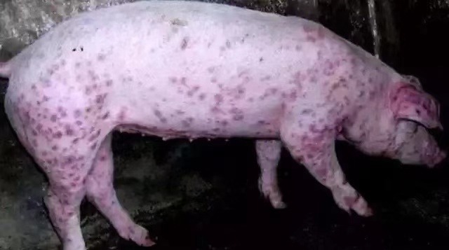 猪皮炎、斑疹的鉴别,多用中药治疗效果好