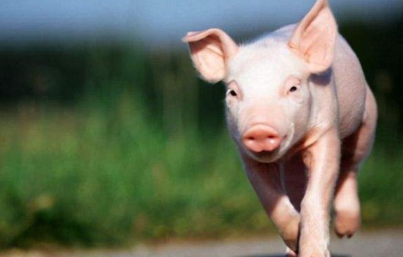 产销错配凸显，猪价下跌“猛抬头”！附：9月20日猪价