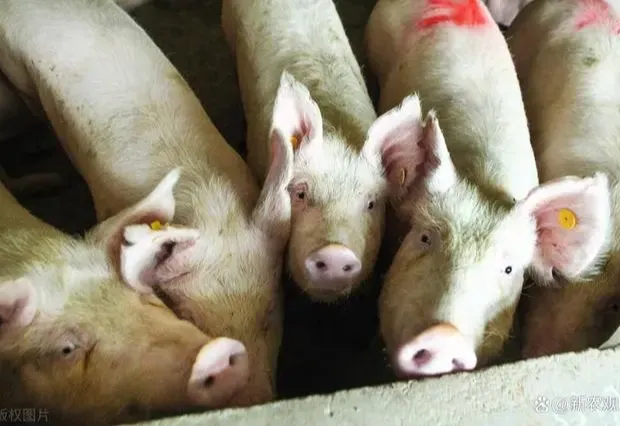 坏了！猪价进入下跌通道，9元也要守不住？