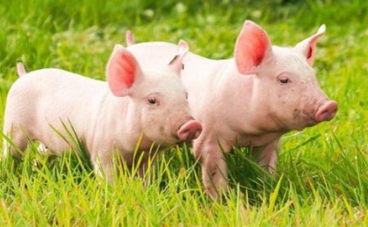 为何现代猪肉缺失‘香醇肉味’？原因竟在于猪本身的变革