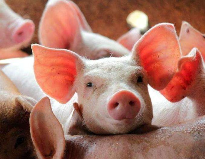 湖南新五丰：生猪出栏增速领先，国企担当稳市场