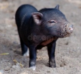 农产品 | 产能上升压力仍在 中长期利空蛋价