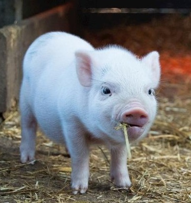 猪价还会涨！【明天猪价】9月24日全国猪价涨跌表！