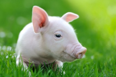 猪价、粮价即将全面上涨？10-12月份价格走势预测！