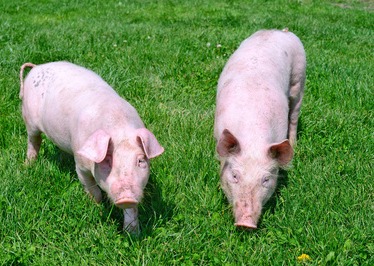 涨翻天！生猪价格“红似火”！二育模式生变，投机性更强！将对养猪业有何冲击？