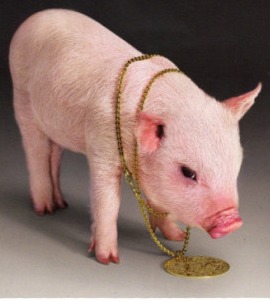 猪气喘病怎么治疗最有效？