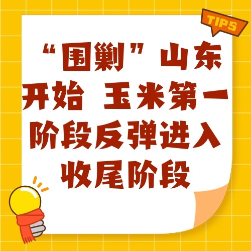 “围剿”山东开始 玉米第一阶段反弹进入收尾阶段