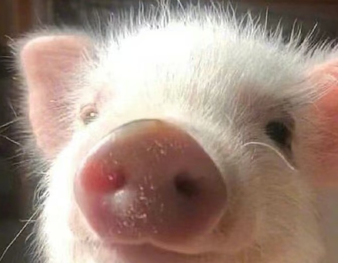 蓝耳病疫苗免疫的理由与最佳免疫方法