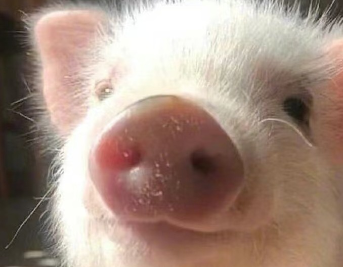 养母猪一定会遇到这些问题，其原因和解决办法何在？