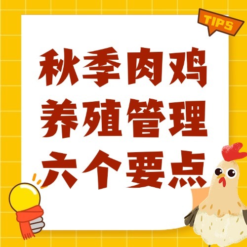 秋季肉鸡养殖管理六个要点