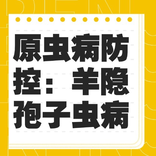 原虫病防控：羊隐孢子虫病