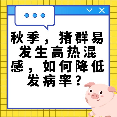 秋季，猪群易发生高热混感，如何降低发病率？