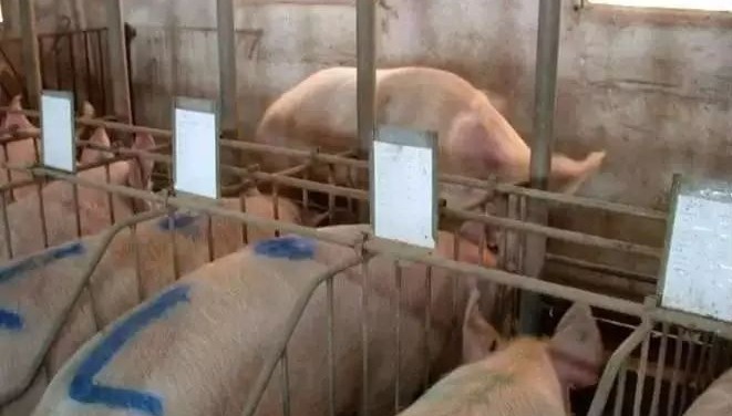 猪蓝耳病防控我们一直走弯路，你可知？