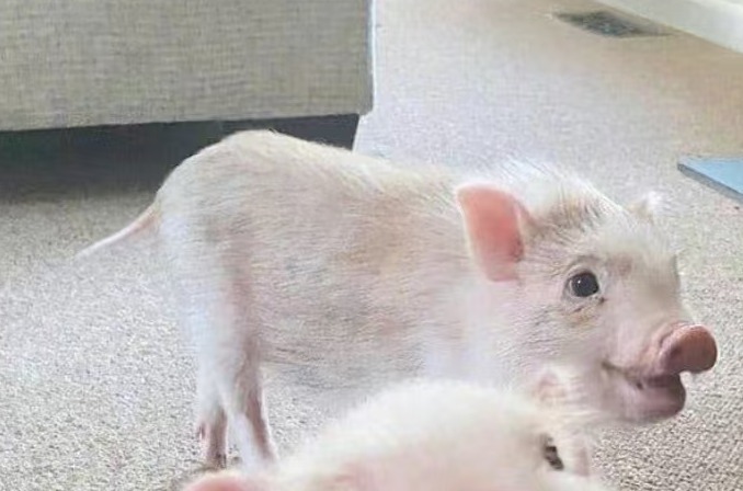 猪皮肤发红、发黄、发白，因为“它”来了！