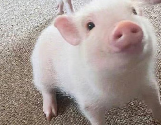 怎样提高分娩舍母猪采食量？