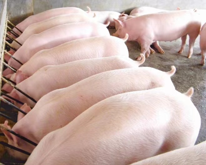 肥猪均匀度的重要性