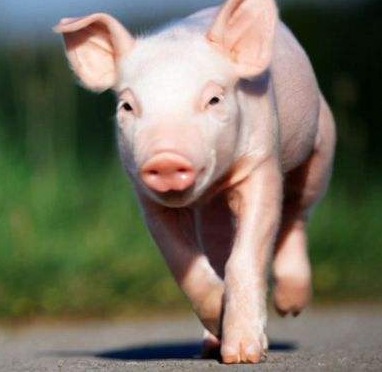 Mysteel：近5年国庆前后猪肉市场走势