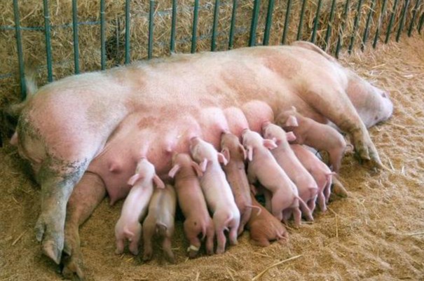 应该何时给分娩母猪喂食？