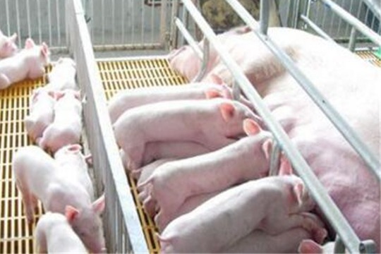 唐人神：目前公司尚未调整年初制定的今年生猪出栏目标