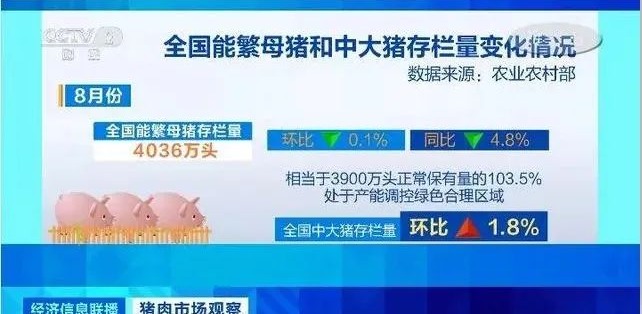 农业农村部：8月能繁母猪存栏量为4036万头，今年秋冬猪肉上市量将稳定增加