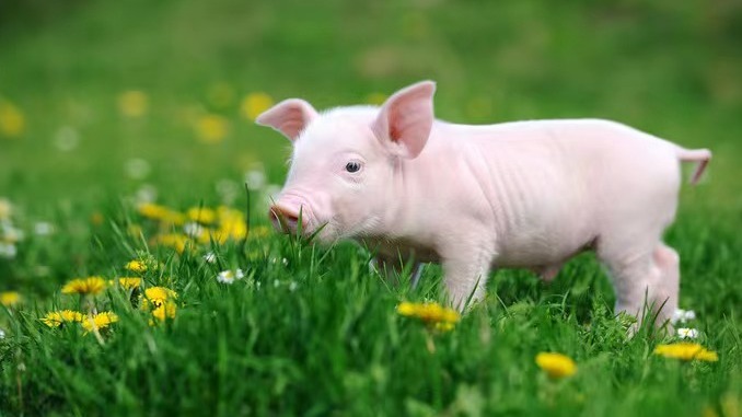 断奶仔猪疾病防控管理要点