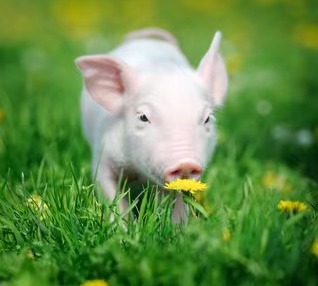 仔猪断奶母源抗体、免疫抗体评估