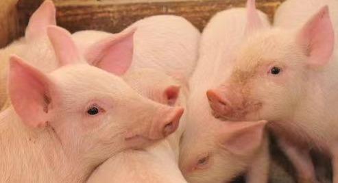 母猪批次生产中使用的生殖激素